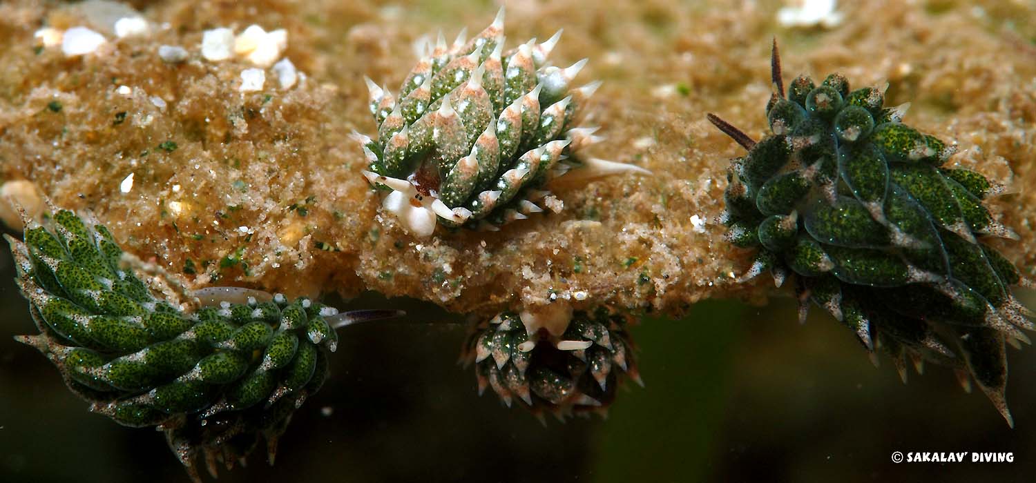 plongée macro Costasiella kuroshimae à Nosy Be